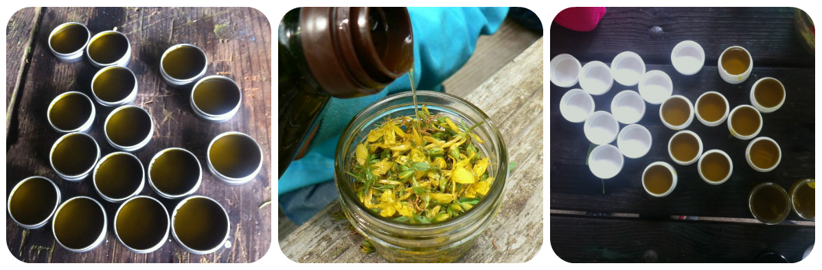 Most Important Plants for Herbal Medicine in North America