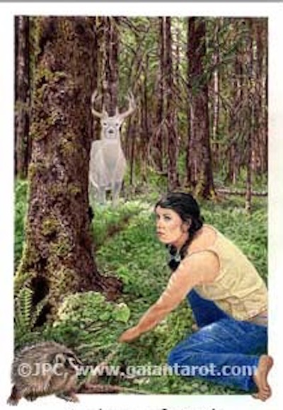 Gaian Tarot Artwork by Joanna Colbert featuring Nikki van Schyndel tracking white buck.