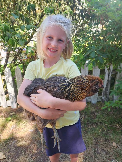 A young girl is hugging a docile brown hen on a summer day.