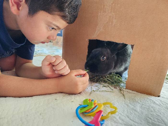 Young boy in the ground feeding Timothy grass to a black bunny that is just peeking out from his cardboard hide to take the grass.  There is a set of colorful plastic keys on the ground that the bunny likes to play with.