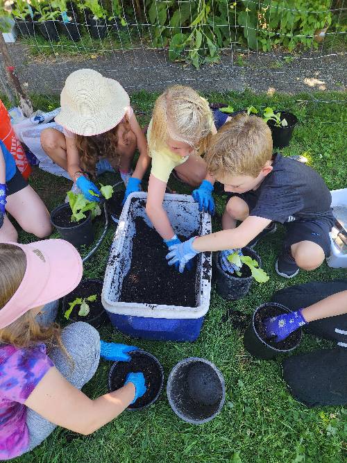 A group of kids squatting around a cooler full of potting soil.  They are potting up romaine lettuce starts into bigger pots.
