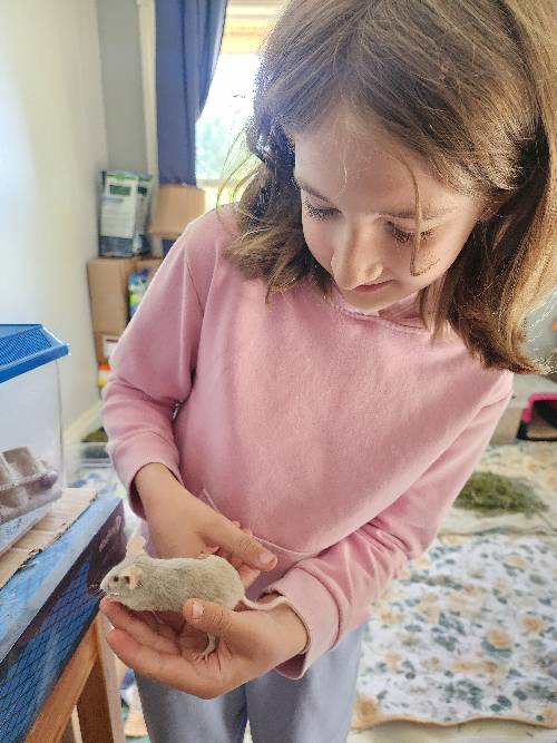 Girl looking down at a light gray domestic mouse that she is holding.  They are indoors.