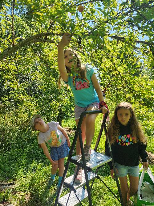 3 girls, one is on a step stool reaching up to harvest a plum