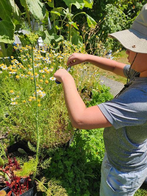 A boy is harvesting chamomile flowers with a pair of scissors.  It is sunny and he is wearing a sunhat.